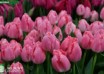 Tulipa Cacharel ® (3)